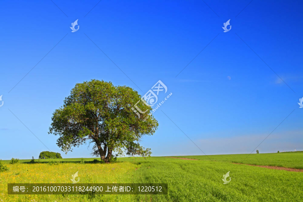 夏季景觀與樹(shù)