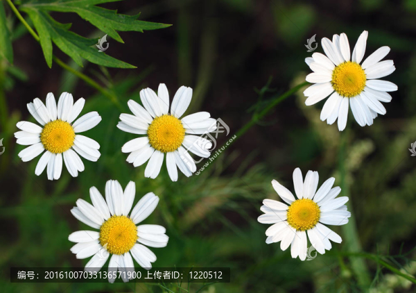 在黑暗的背景camomiles特寫