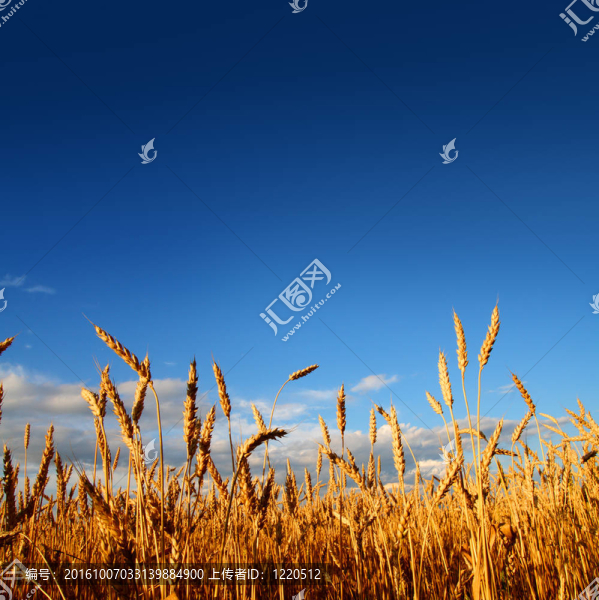 夕陽光中的小麥莖