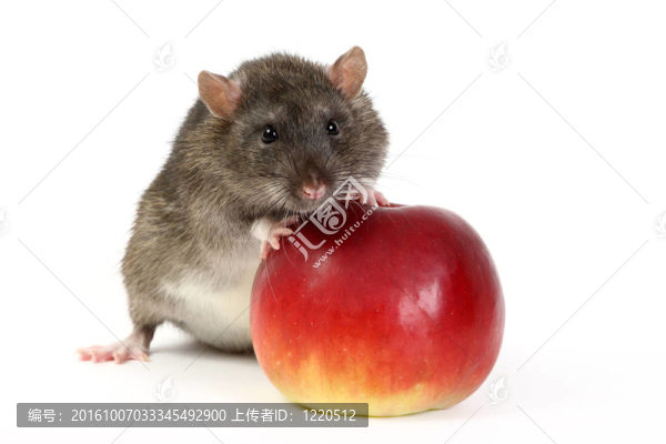 老鼠