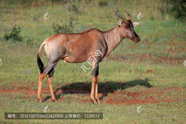 tsessebe羚羊