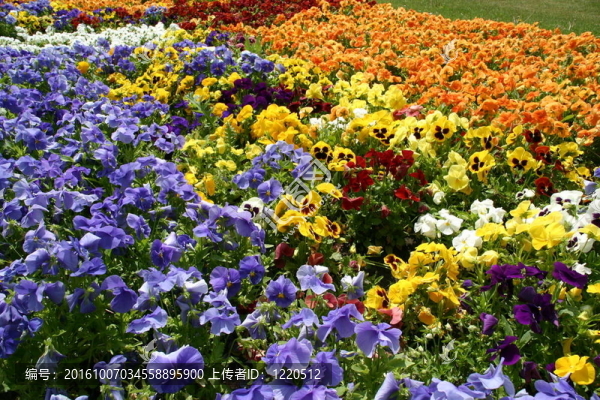 彩色的花