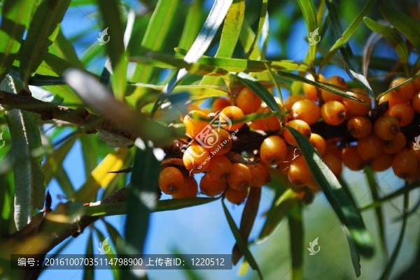 沙棘漿果