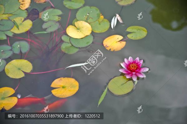 水百合和魚