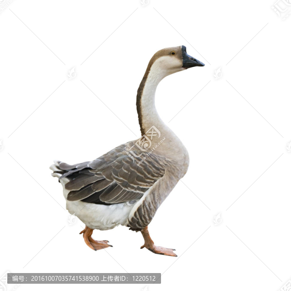 灰色的母鵝