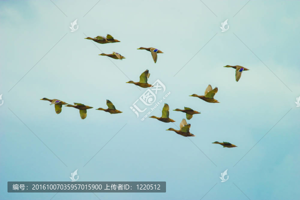 野生鳥類