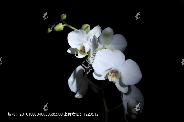 蝴蝶蘭
