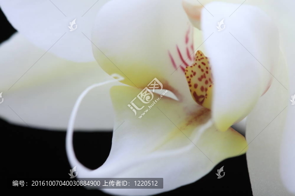 蝴蝶蘭