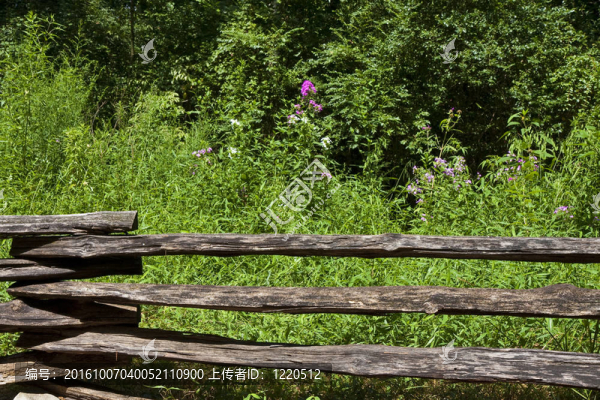 籬欄和野花