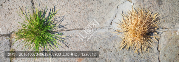 綠色和干燥的草