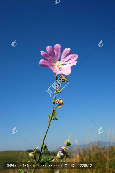 錦葵站出來反對(duì)的天空