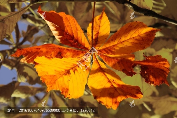 紅色的秋葉