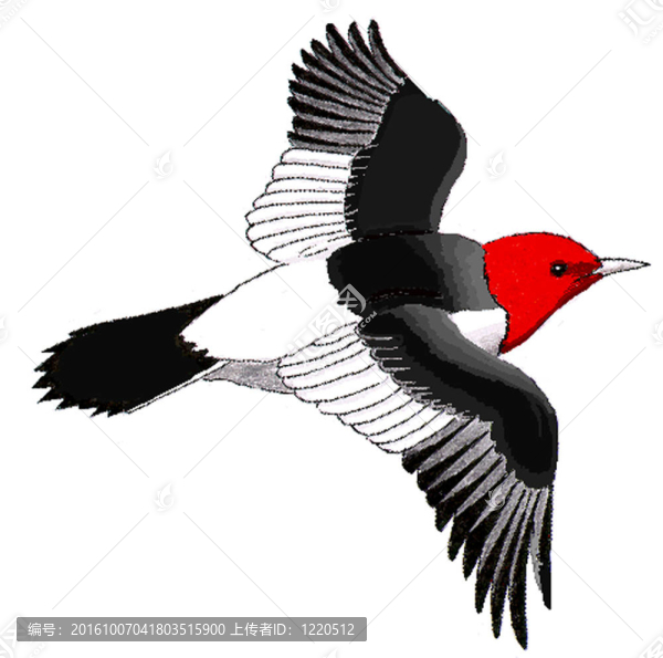 紅頭啄木鳥(niǎo)