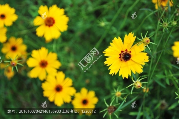 古怪的；黃色的花