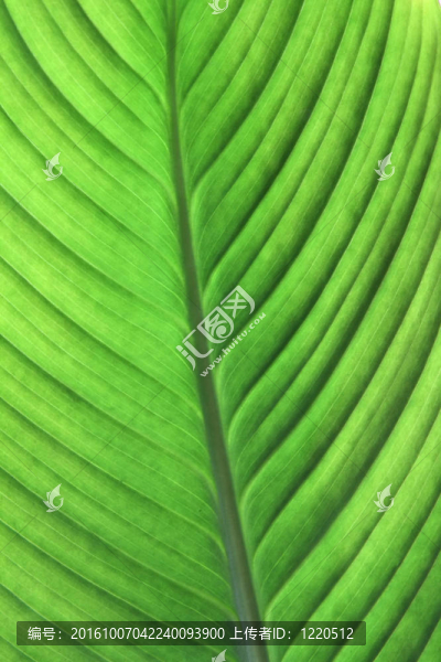 后風(fēng)擋的綠葉。