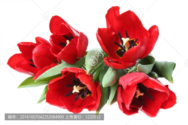 春天的花-紅色郁金香花束