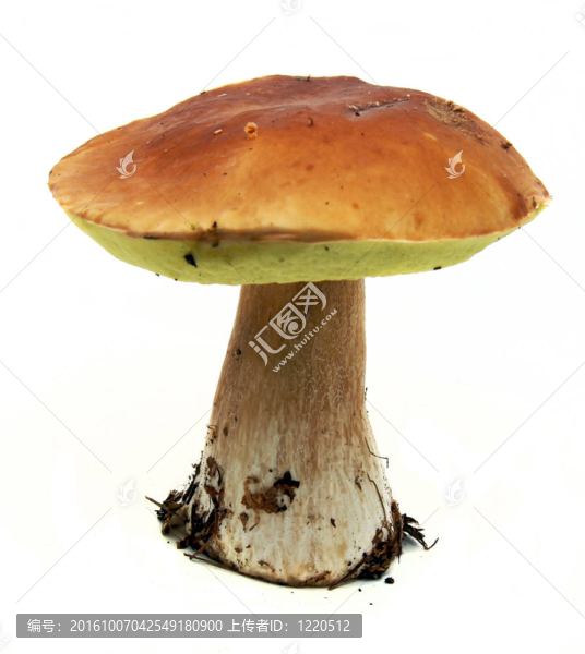 牛肝菌（Boletus,edulis）又名牛肝菌或一包白色隔離