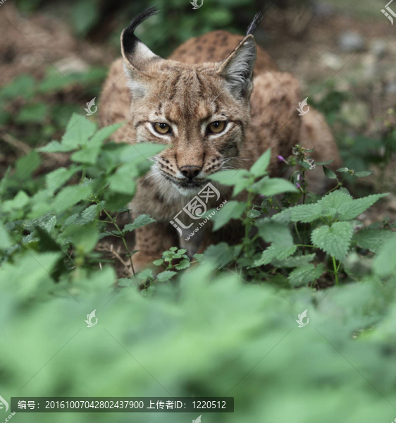 歐亞猞猁（猞猁猞猁）特寫圖片