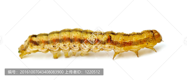 布朗卡特彼勒