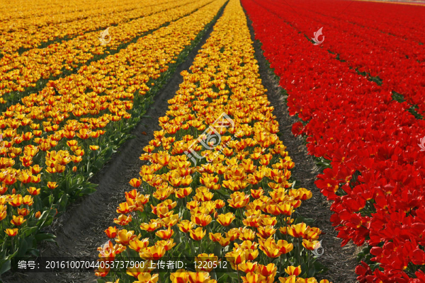 郁金香；Tulpenfelder,bei,Lisse