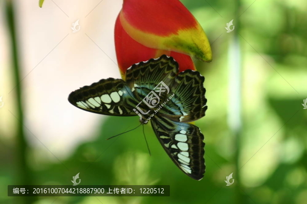 蝴蝶