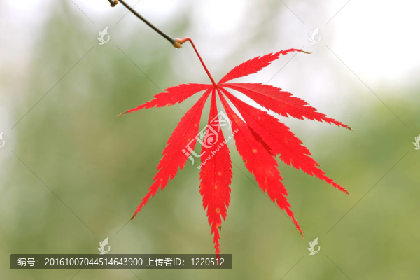 cutleaf日本楓樹