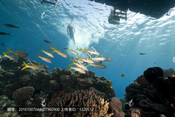 海洋和魚
