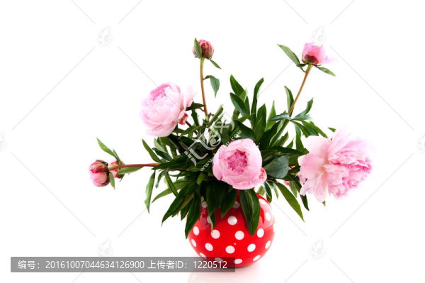 普通牡丹花