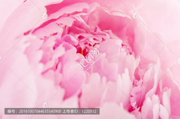 普通牡丹花