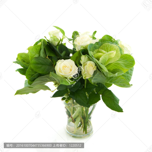 白薔薇