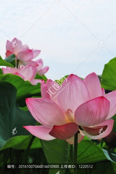 盛開的蓮花
