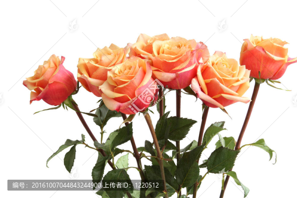 橙色玫瑰花束
