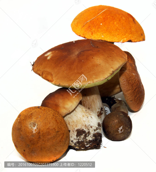 牛肝菌（Boletus,edulis）又名牛肝菌或一包白色隔離
