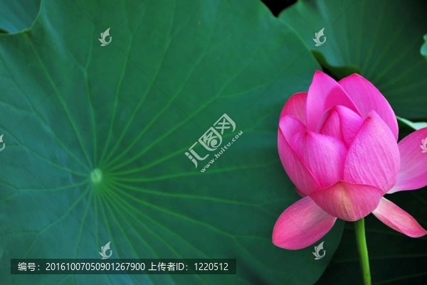 荷葉花蕾