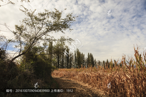 田野
