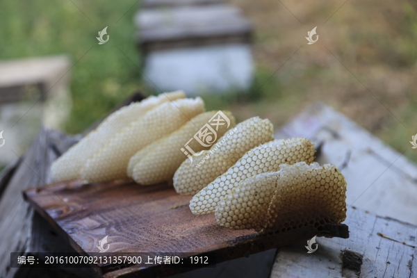 蜂巢