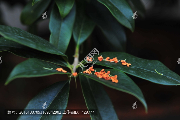 桂花