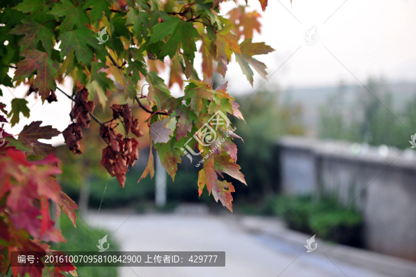 小區(qū)風景