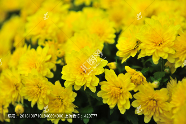 雛菊,,黃色菊花