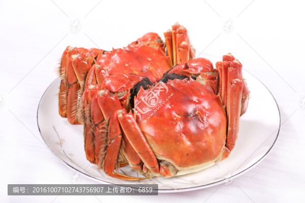 陽澄湖大閘蟹攝影