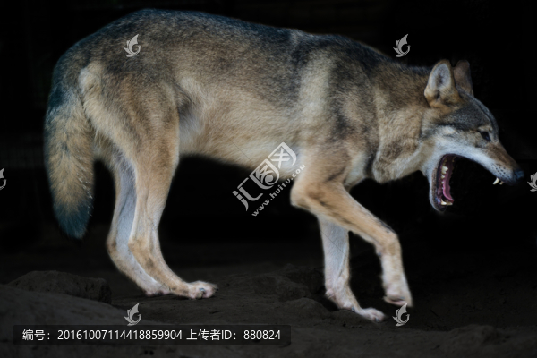 狼