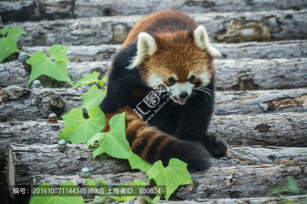 小熊貓