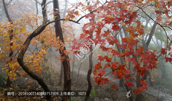 瑯琊山秋雨連綿楓葉紅