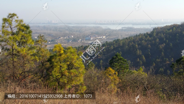 山坡松林