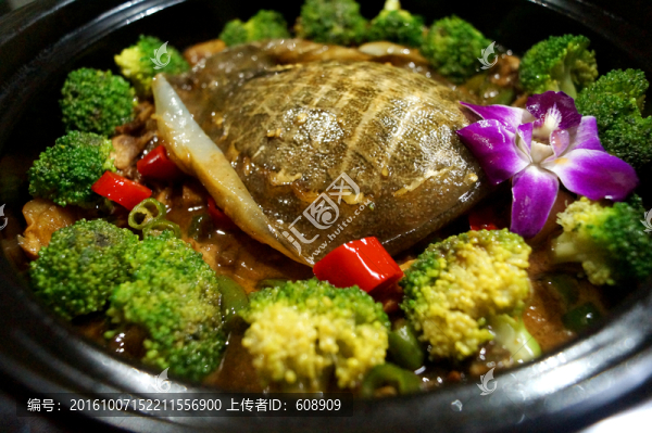 甲魚
