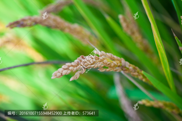稻田