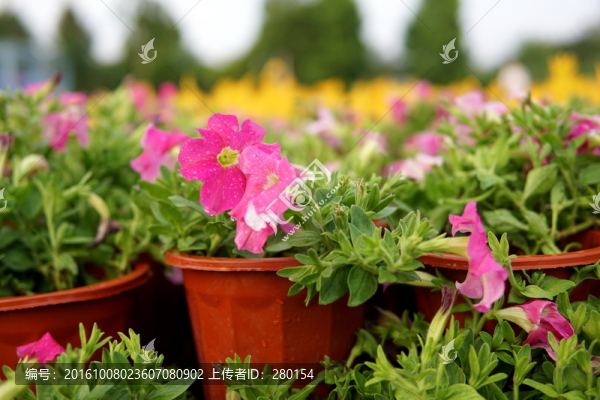 粉色花卉
