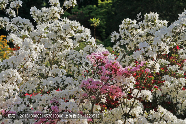 在春天，日本的杜鵑花