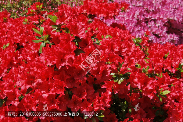 在春天，日本的杜鵑花