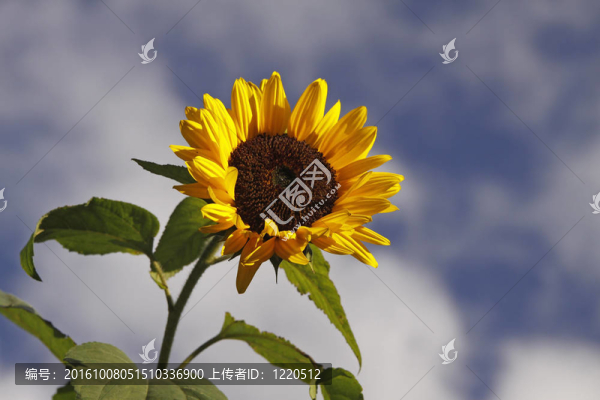 向日葵；Helianthus,annuus